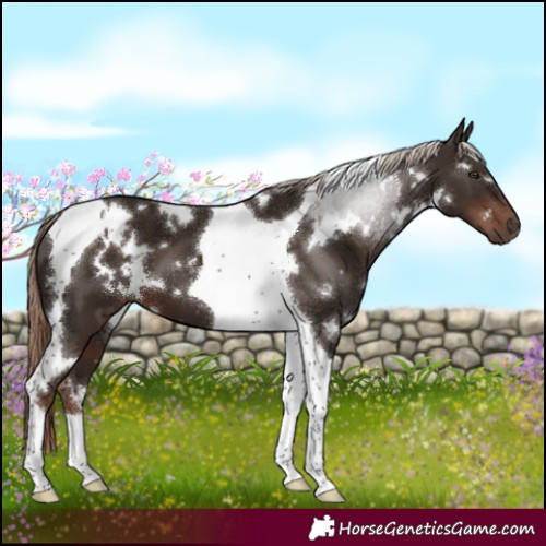 Horse Color:White Spotted Liver Chestnut Tobiano