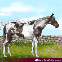 Horse Color:White Spotted Liver Chestnut Tobiano