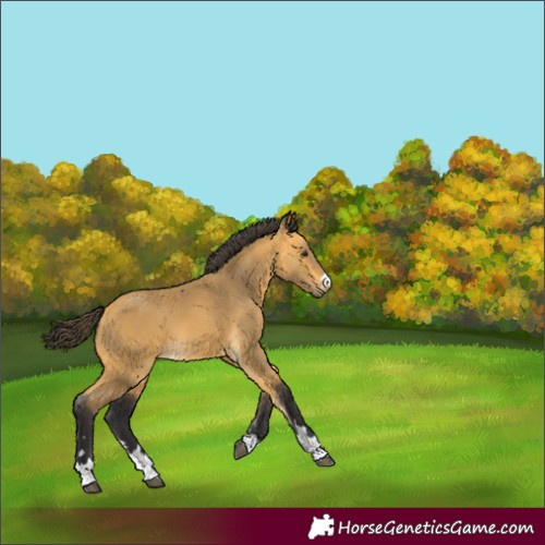 Horse Color:Buckskin 