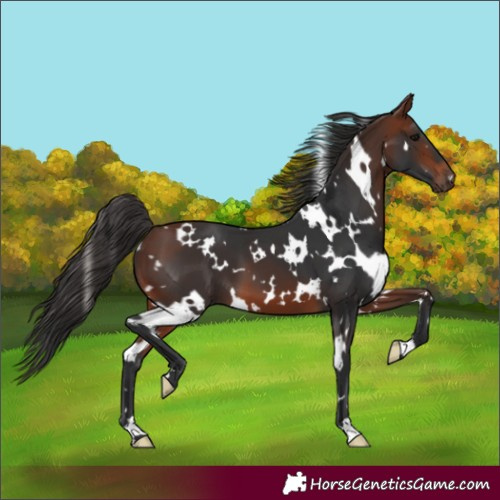 Horse Color:White Spotted Bay 