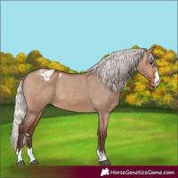 Horse Color:Silver Brown Dun Varnish 