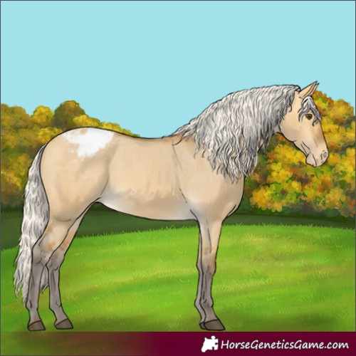 Horse Color:Silver Buckskin Dun Appaloosa