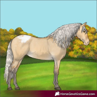 Horse Color:Silver Buckskin Dun Varnish 