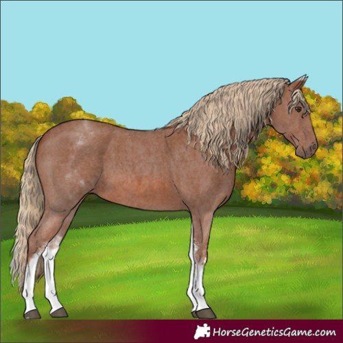 Horse Color:White Spotted Chestnut Sabino
