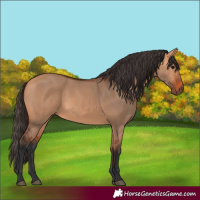 Horse Color:Bay Dun 