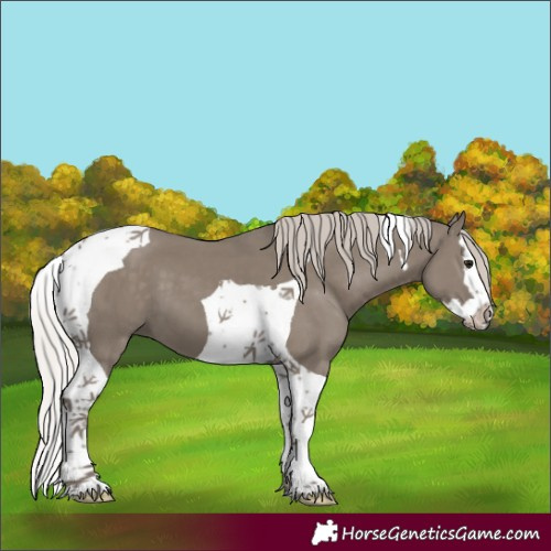 Horse Color:Silver Grullo Splash Tobiano 