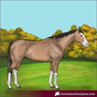 Horse Color:Bay Dun Splash 