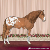 Horse Color:Chestnut Blanket 