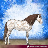 Horse Color:Bay Dun Sabino Splash Near Leopard