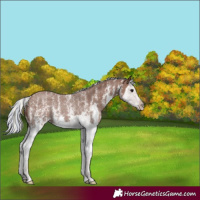 Horse Color:Painted Silver Black Sabino Splash 