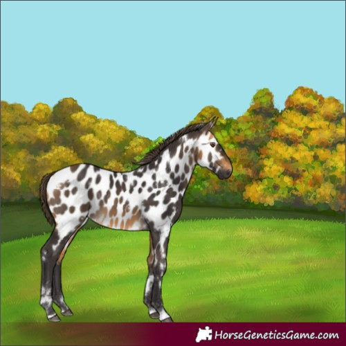 Horse Color:White Spotted Buckskin Appaloosa 