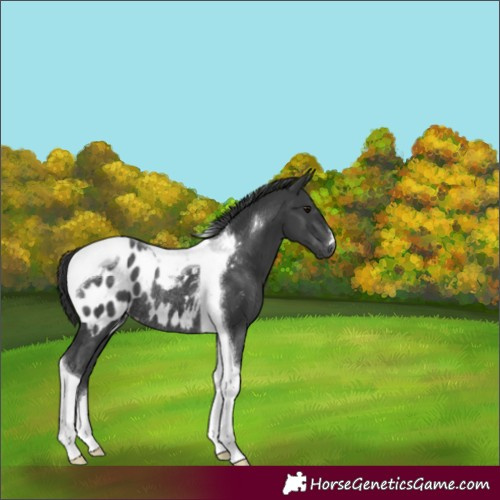 Horse Color:Black Tobiano Appaloosa Rabicano 