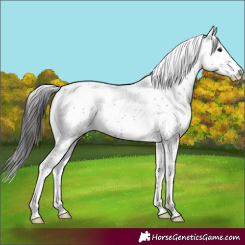 Horse Color:Grullo Sabino Rabicano