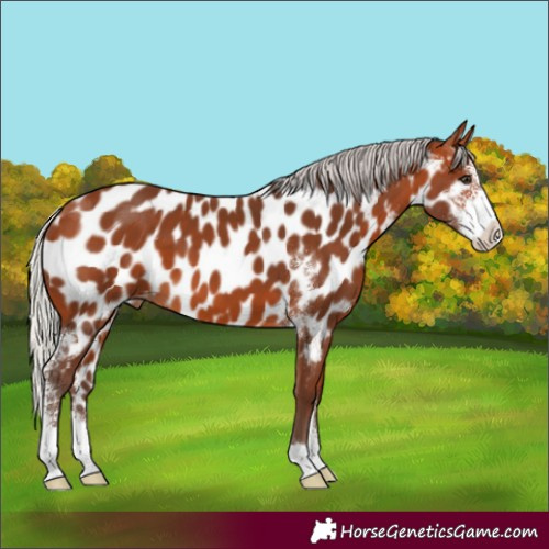 Horse Color:Silver Bay Sabino Near Leopard 