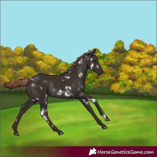 Horse Color:White Spotted Liver Chestnut Rabicano