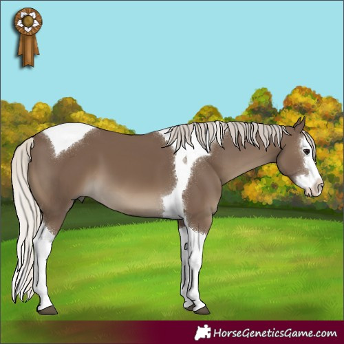 Horse Color:Silver Smoky Black Sabino Splash Tobiano