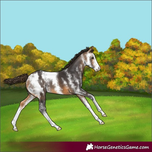 Horse Color:Buckskin Sabino Blanket