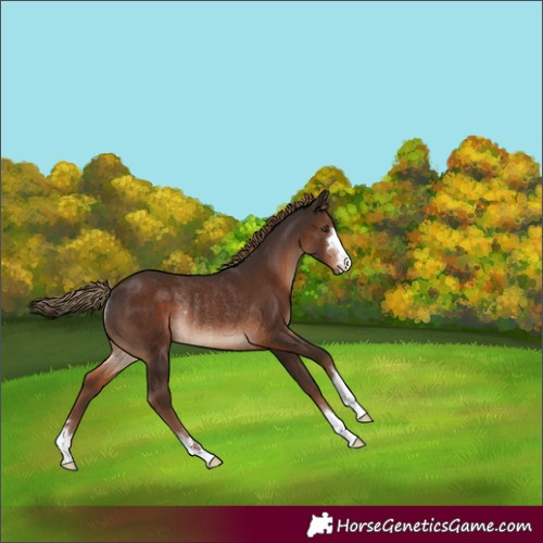 Horse Color:Liver Chestnut Rabicano