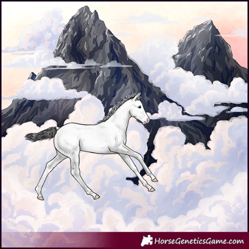 Horse Color:Black Sabino Appaloosa Rabicano 