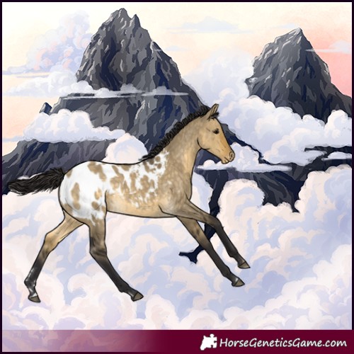 Horse Color:Buckskin Dun Appaloosa 