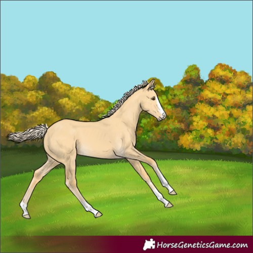Horse Color:Palomino Dun