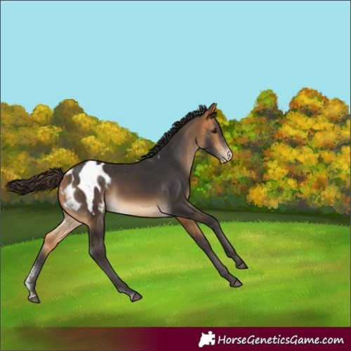 Horse Color:Buckskin Sabino Blanket 