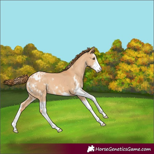 Horse Color:Red Dun Sabino Appaloosa 
