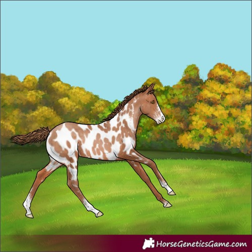 Horse Color:Bay Pearl Sabino Appaloosa Rabicano