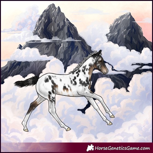 Horse Color:Gray Brown Tobiano Appaloosa