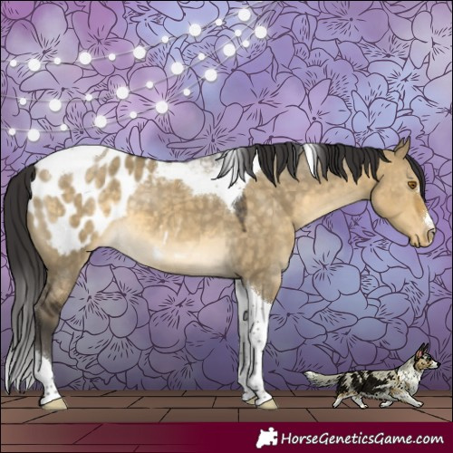 Horse Color:Buckskin Dun Tobiano Appaloosa 