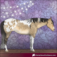 Horse Color:Buckskin Dun Tobiano Blanket 