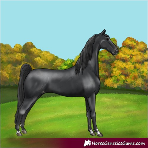 Horse Color:Black Varnish 