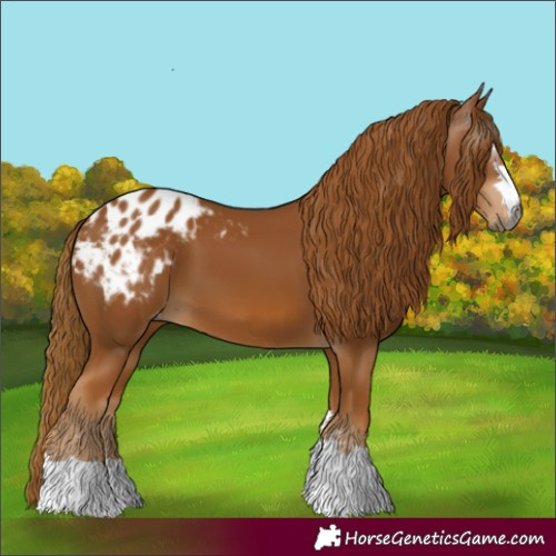 Horse Color:Gray Chestnut Blanket 