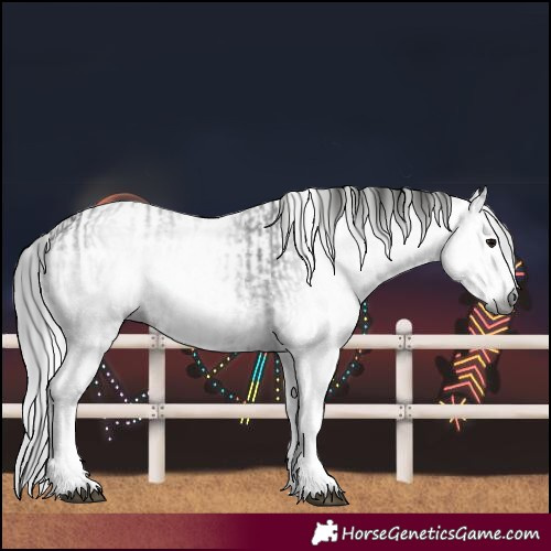 Horse Color:Gray White Spotted Black  and Gray White Spotted Black 