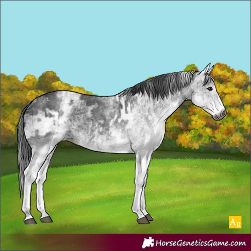 Horse Color:Unknown 