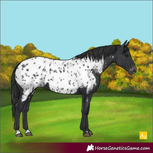 Horse Color:Unknown 
