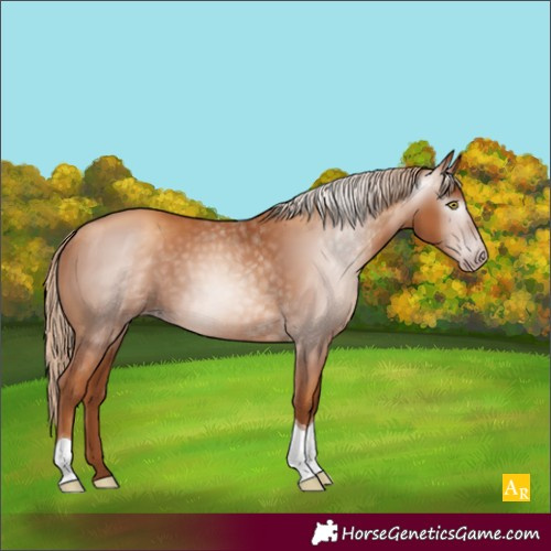 Horse Color:Unknown 
