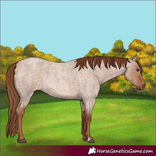 Horse Color:Red Dun Roan Rabicano 
