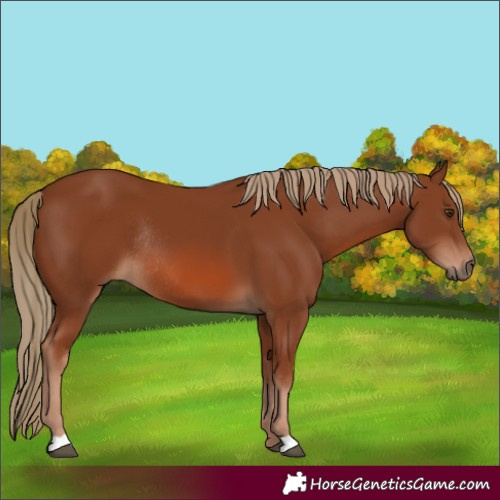 Horse Color:Chestnut Rabicano 