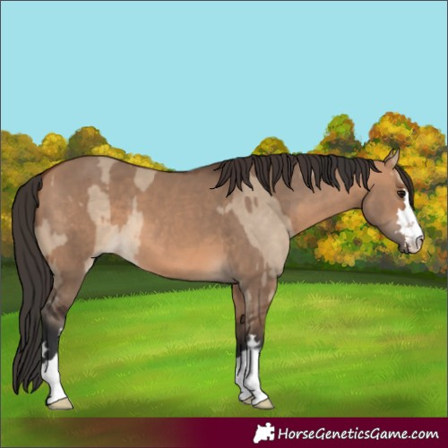 Horse Color:Bay Dun  and Bay Dun 