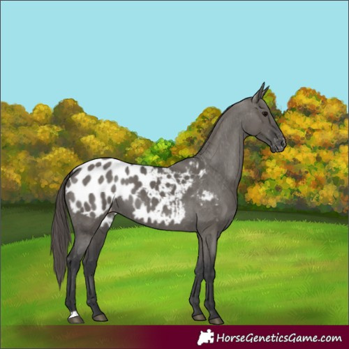 Horse Color:Grullo Appaloosa 