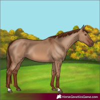Horse Color:Red Dun 