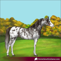 Horse Color:Liver Chestnut Sabino Splash Blanket and Liver Chestnut Sabino Splash Blanket