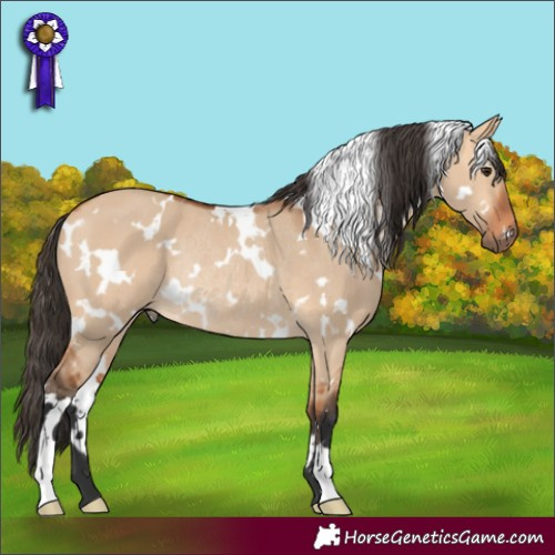 Horse Color:White Spotted Bay Dun Rabicano 