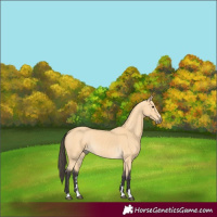 Horse Color:Buckskin 