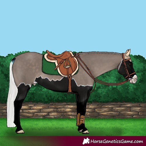 Horse Color:Silver Black Splash