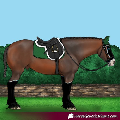 Horse Color:Bay Splash