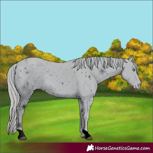 Horse Color:ERROR: UNKNOWN ANOMALY