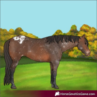 Horse Color:Brown Appaloosa 