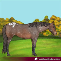 Horse Color:Brown Appaloosa 